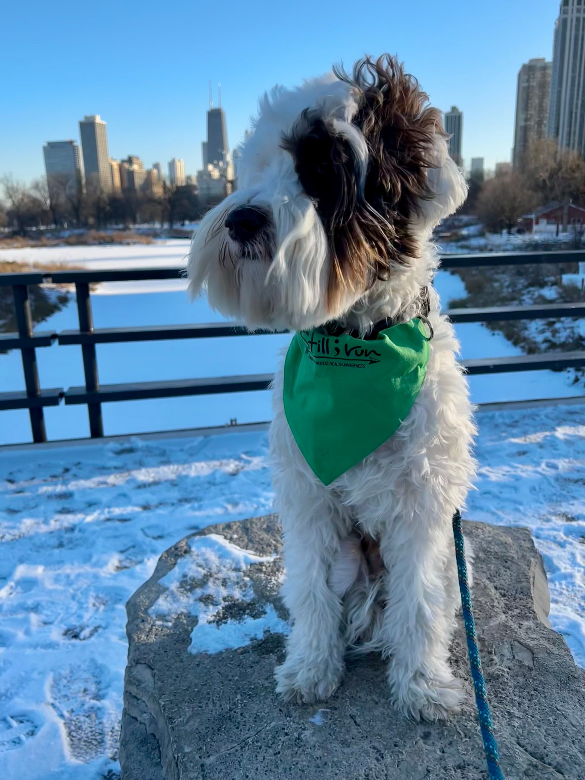 White and brown furry dog wearing a green Still I Run bandana standing on a rock with a city view past a fence in the background.