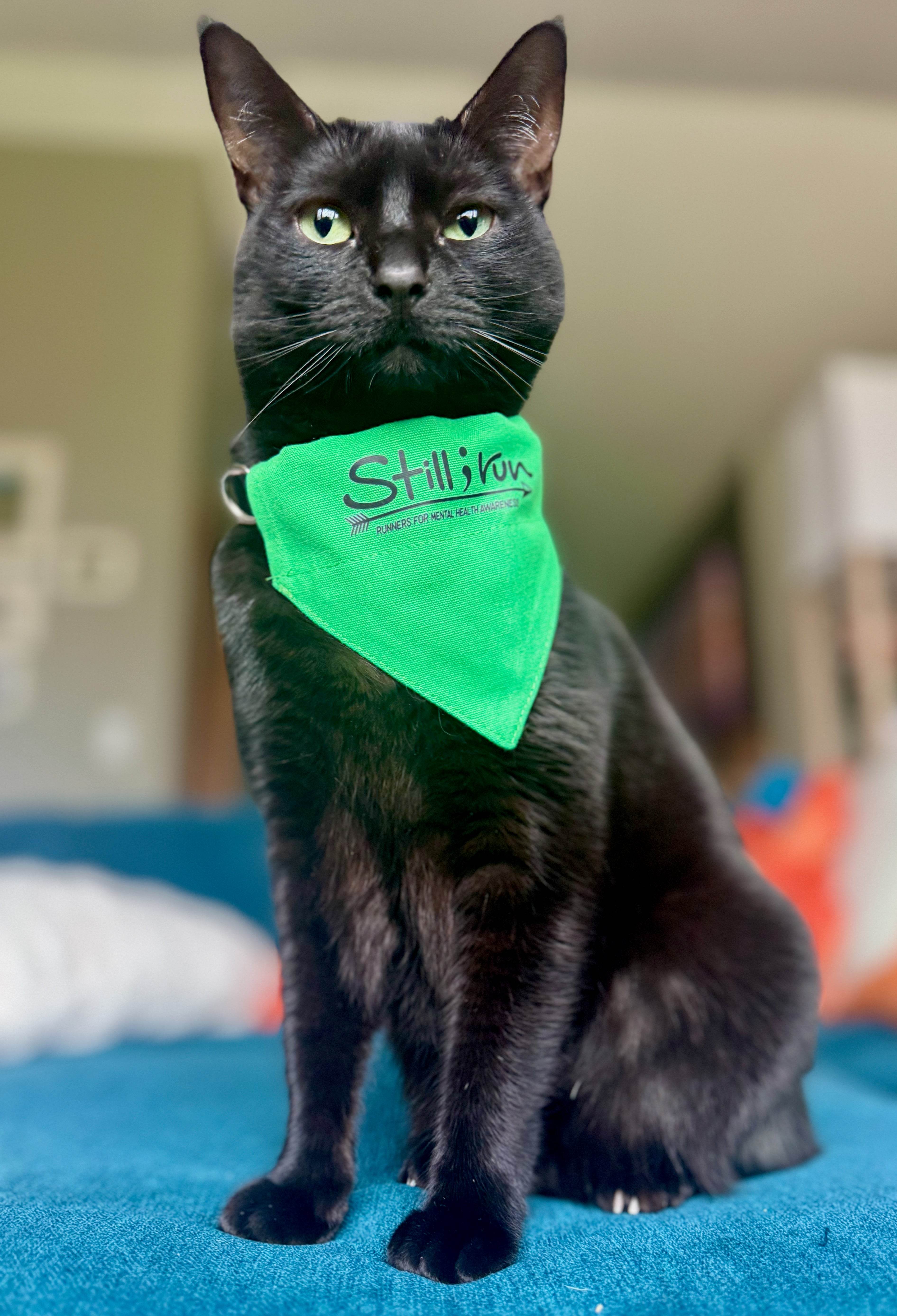 Still I Run Pet Bandana - Still I Run