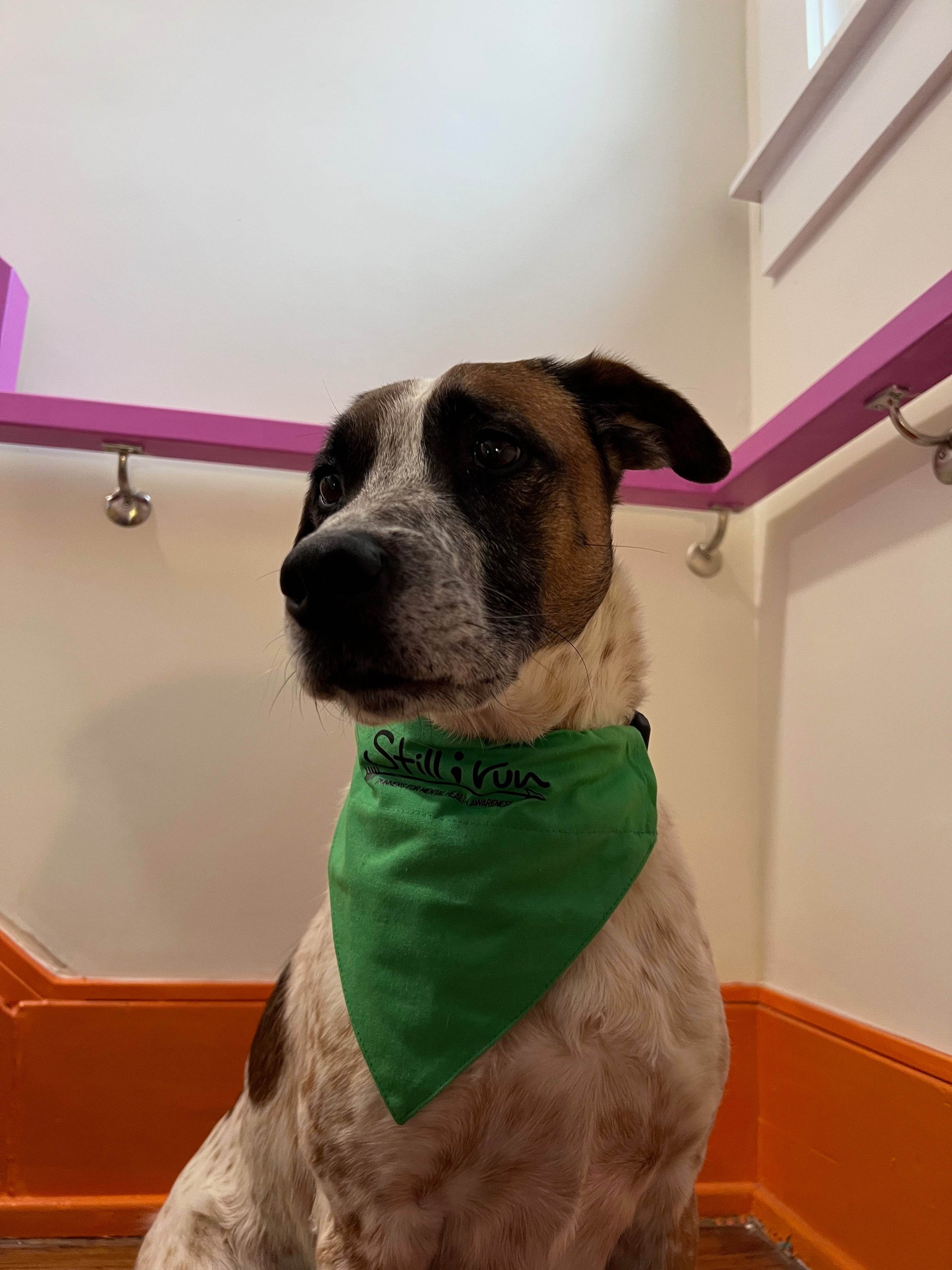 Still I Run Pet Bandana - Still I Run